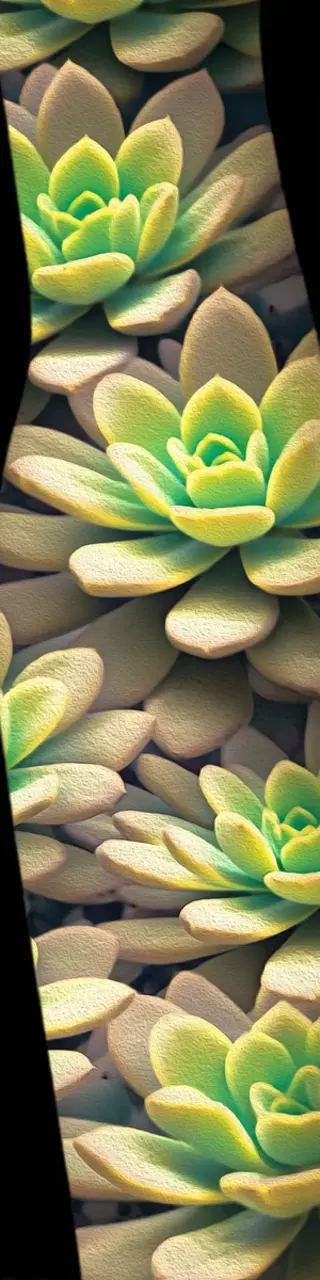 Free printable peeking at succulents bookmark